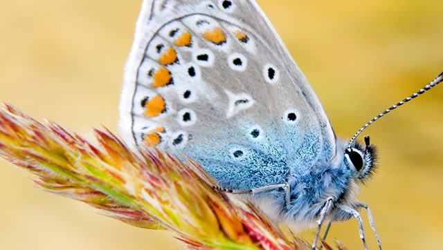 50 Gorgeous Wallpapers to Spice Up Your Desktop