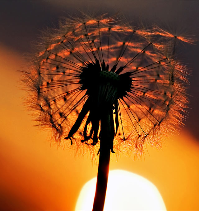 45 Absolutely Stunning Examples Of Silhouette Photography