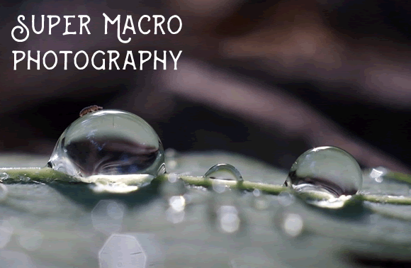 25 Stunning Examples of Super Macro Photography super-macro