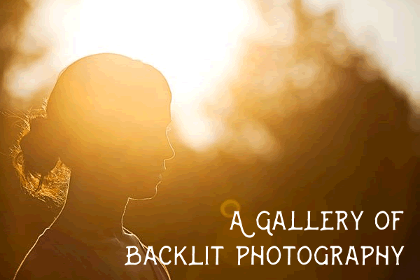 A Beautiful Gallery of Backlit Photography backlit