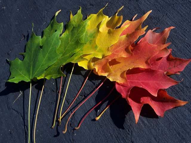 Color Spectrum Bright Desktop Wallpaper Spectrum of Autumn