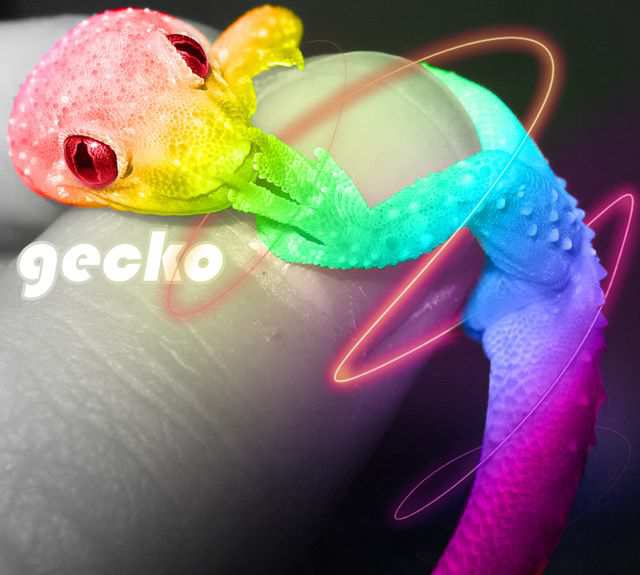 Color Spectrum Bright Desktop Wallpaper Gecko Spectrum