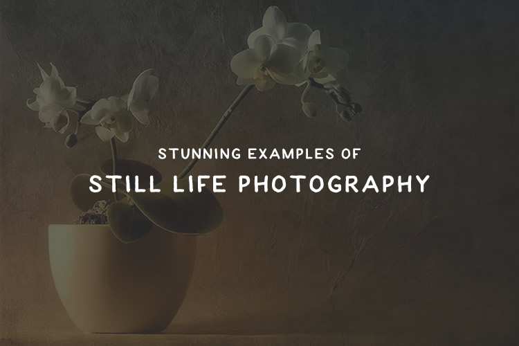 30 Stunning Examples of Still Life Photography