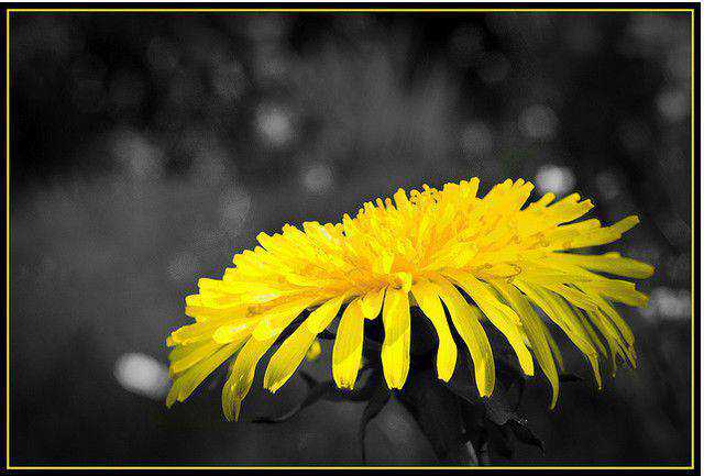 black and white photograph and adding partial color effects Dandelion Taraxacum