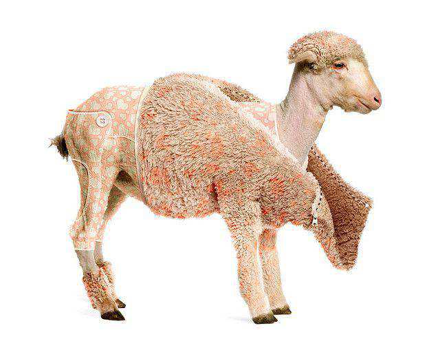 Create a Lambs Coat tutorial in Photoshop