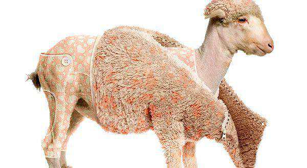 Creating a Lambs Coat in Photoshop