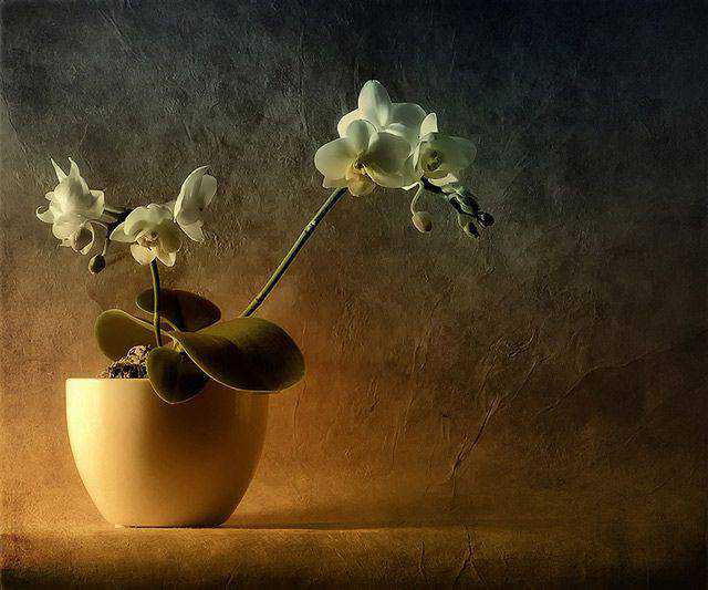 Mini Phalaenopsis example of beautiful still life photography