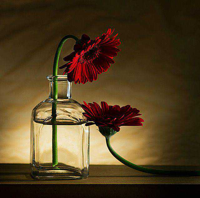 30 Stunning Examples of Still Life Photography