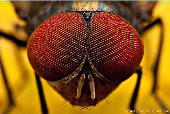 25 Stunning Examples of Super Macro Photography
