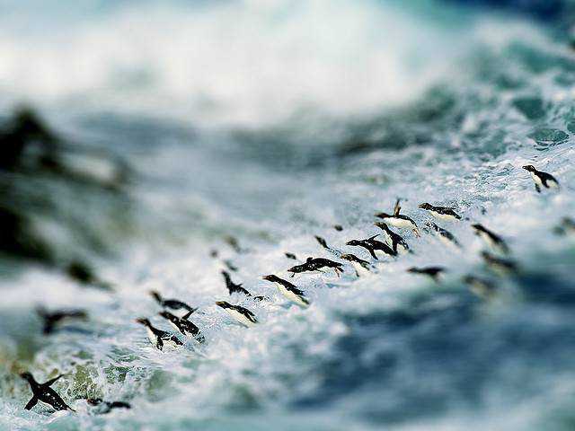 tilt-shift photography miniature Penguins