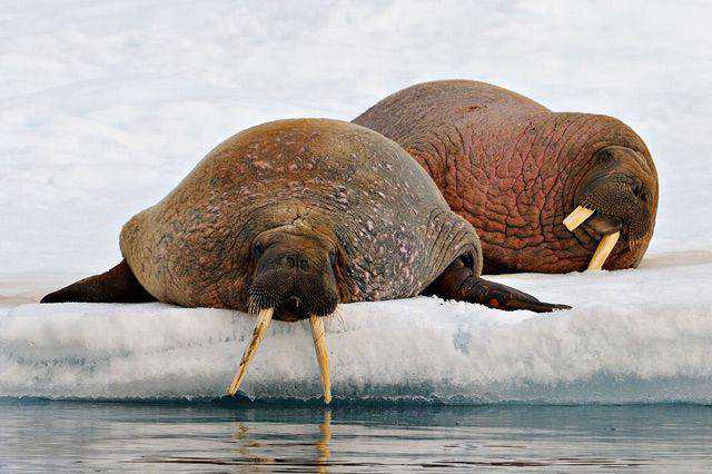 30 Examples of Inspirational Wildlife Photography