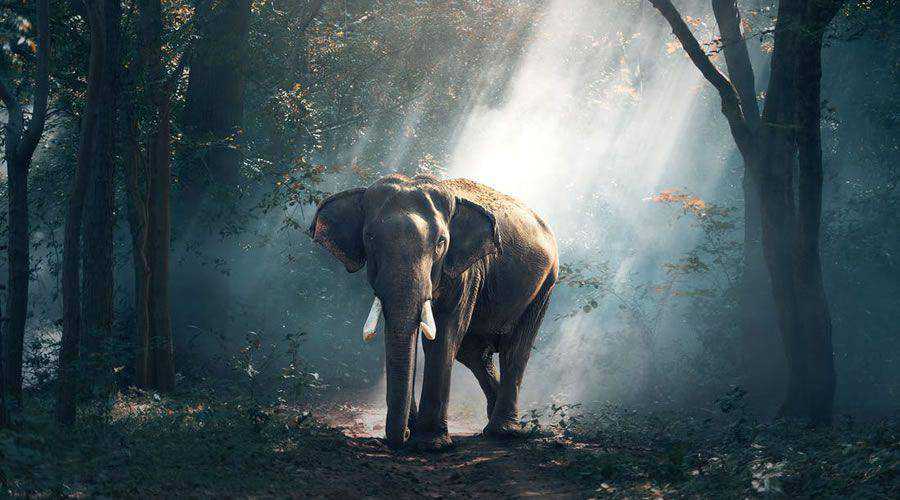 Rays of Sunshine Elephant desktop wallpaper hd 4k high-resolution