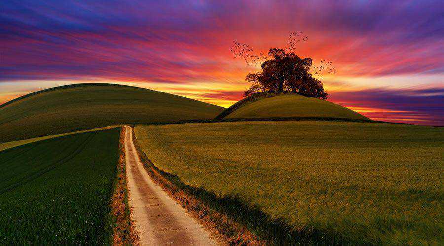 Green Rice Field at Sunset desktop wallpaper hd 4k high-resolution