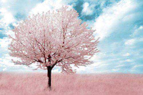 30 Beautiful Examples of Infrared Photography