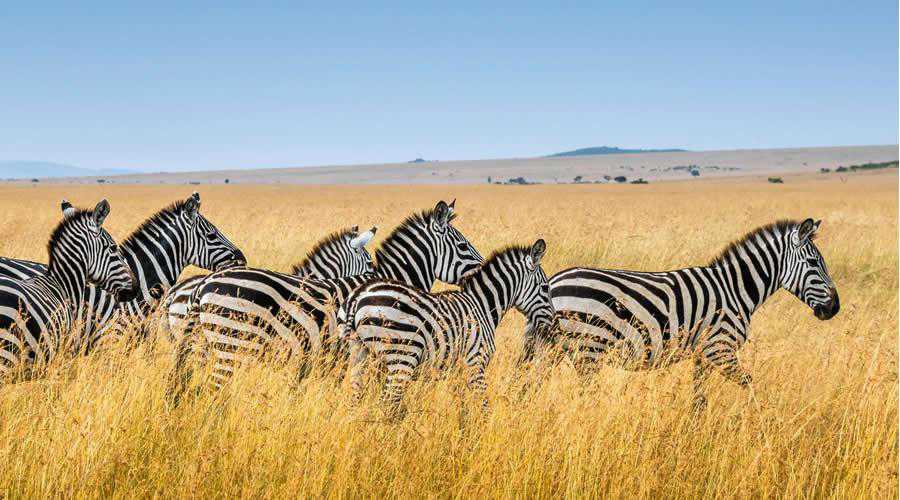 Herd of Zebras photographer widlife photography inspirational