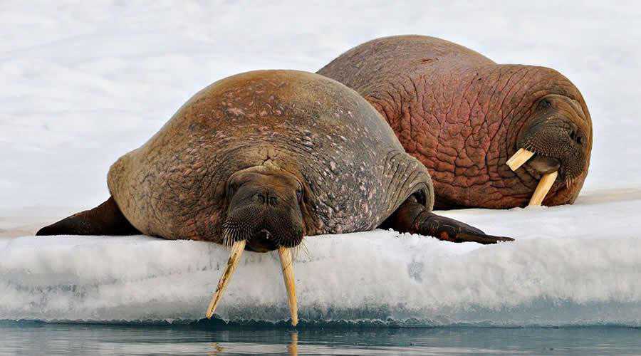30 Stunning Examples of Wildlife Photography