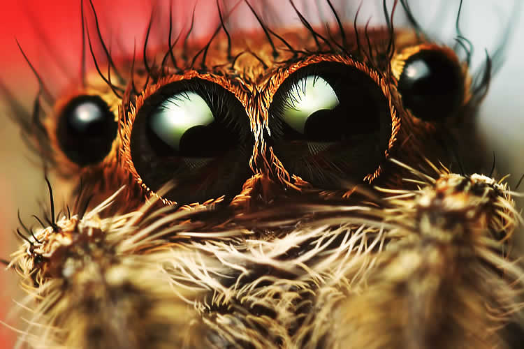 Macro Marvels: Transform Your Daily Routine into a Masterpiece