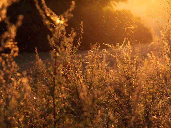 country nature backlit photography inspiration