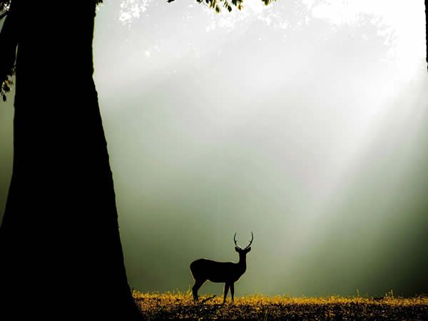 Silhouette deer meadow forest backlit photography inspiration